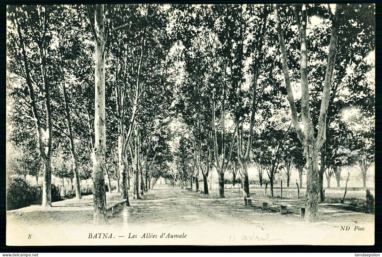 A65  ALGERIE CPA  BATNA - LES ALLÉES D' AUMALE - Collections & Lots