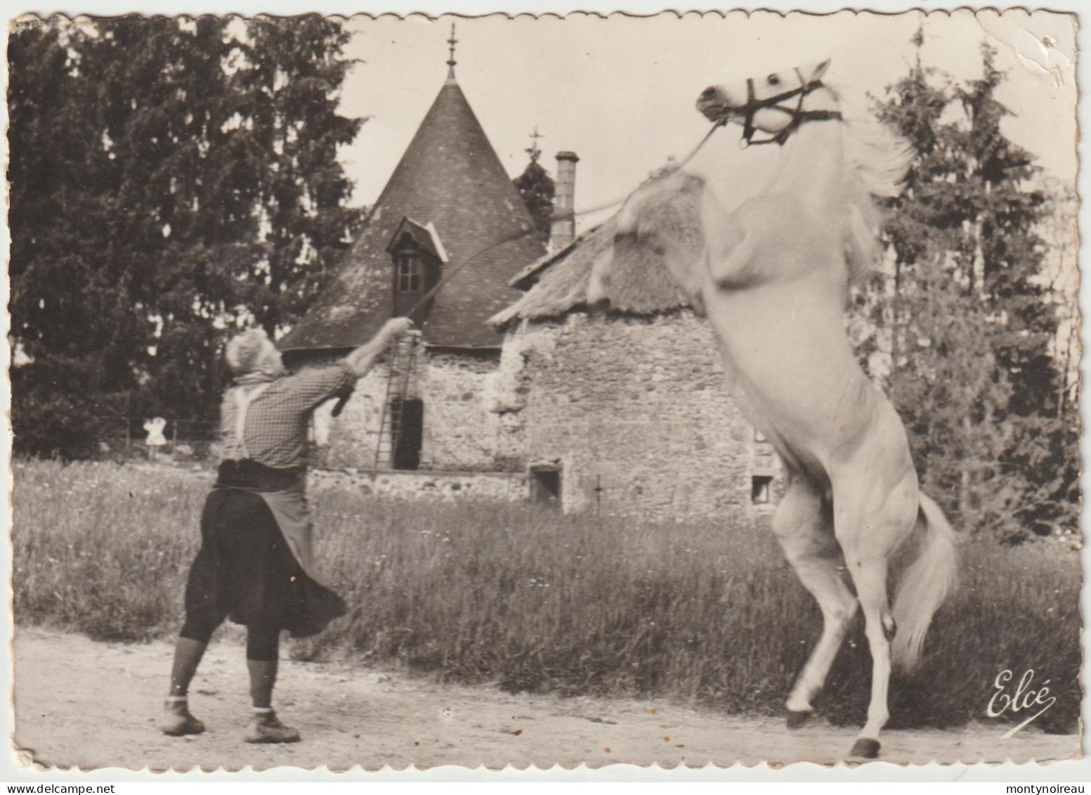 Correze  : Hars National De  Pompadour , Cheval  Pur Sang , Le Tigre à La  Station De  Monte , 1964 - Arnac Pompadour