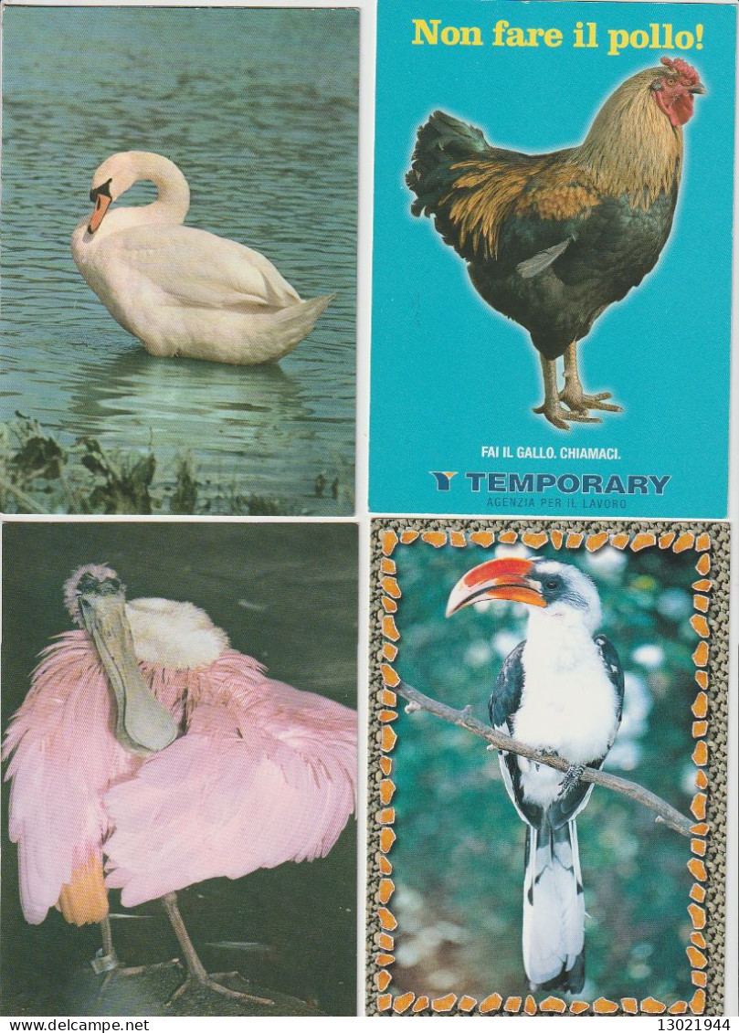 VENDO AL MIGLIORE OFFERENTE 52 CARTOLINE CON ANIMALI PENNUTI.POSSIBILE VENDITA SINGOLE CARTOLINE. - Colecciones Y Lotes