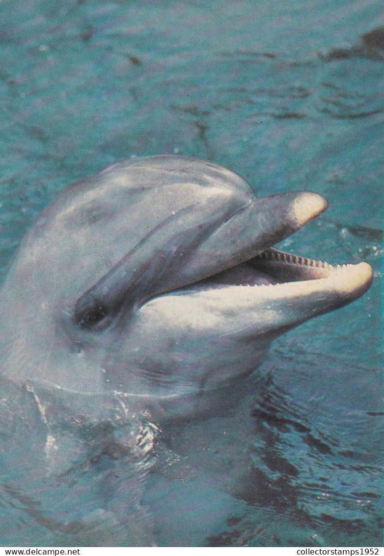 DOLPHIN, POSTCARD, ROMANIA - Dauphins