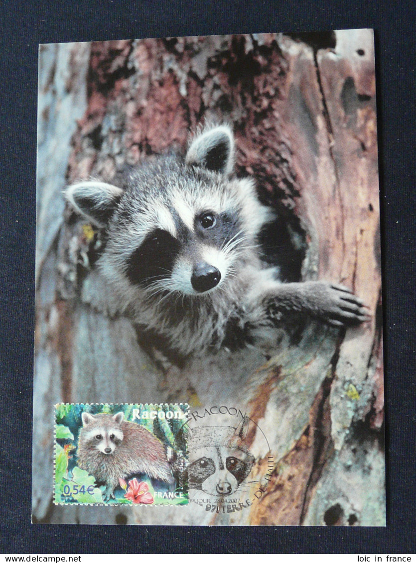 Carte Maximum Card Racoon Raton Laveur Guadeloupe 2007 - Rongeurs