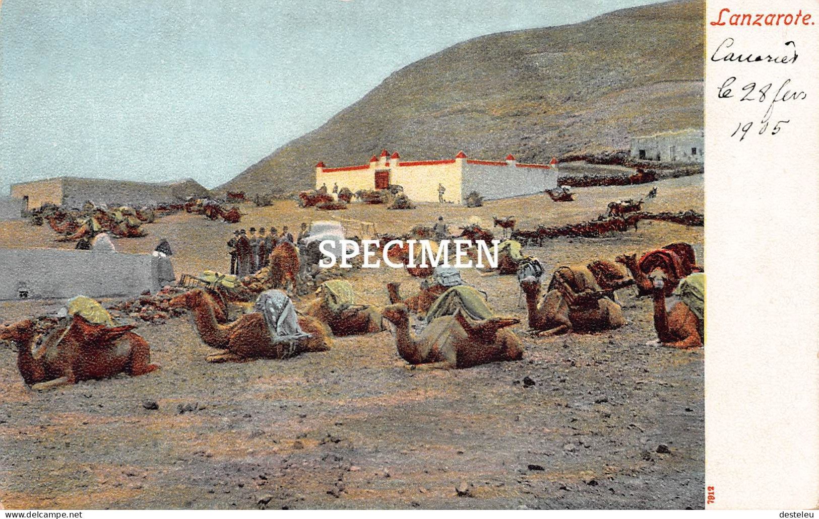 Camels In Lanzarote - Lanzarote