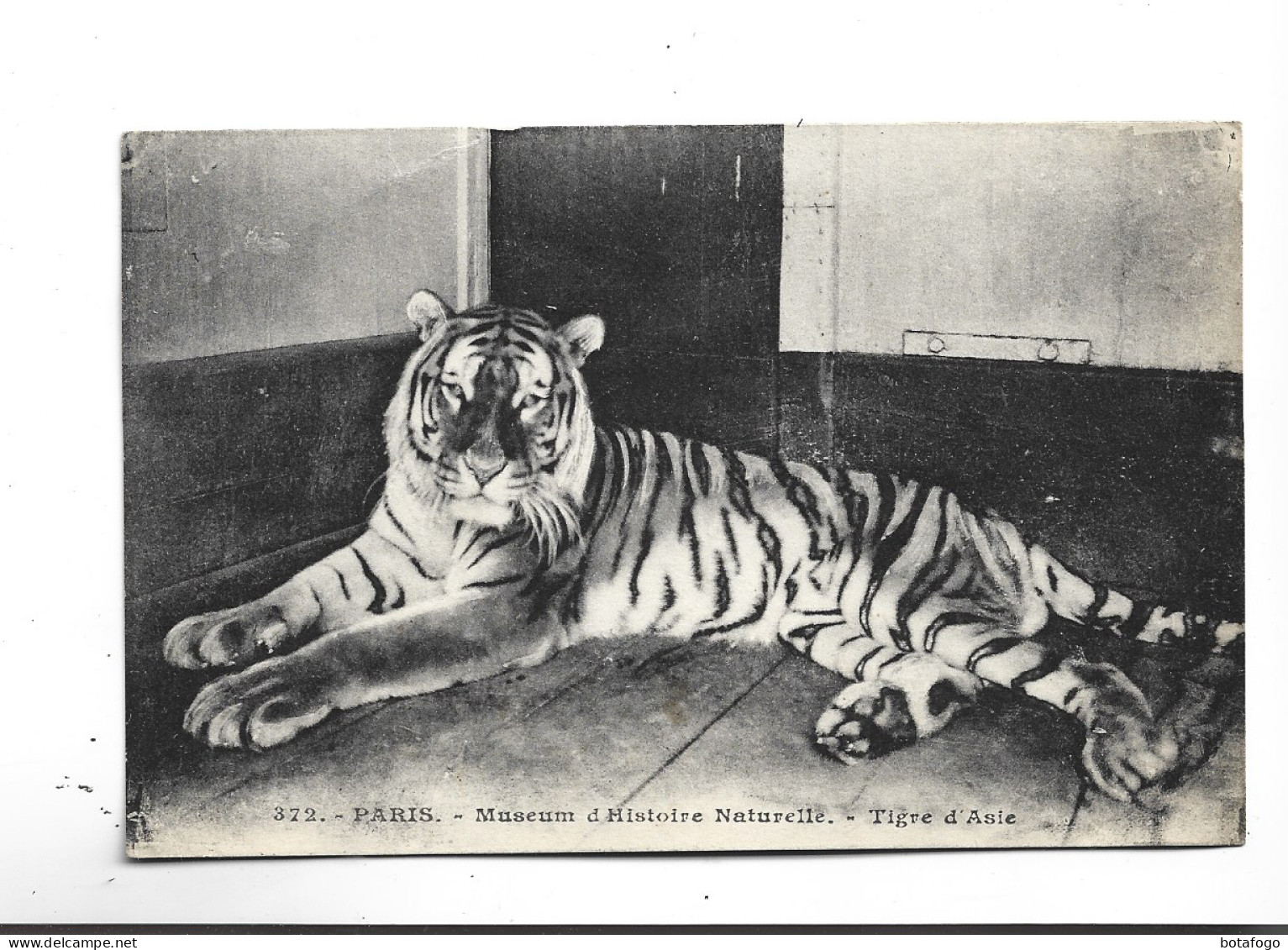 CPA MUSEUM D HISTOIRE NATURELLE TIGRE D ASIE - Tigres