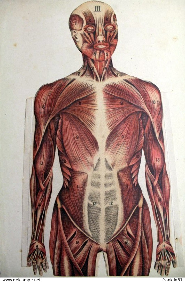 Whittaker's Anatomical Model - Medizin & Gesundheit