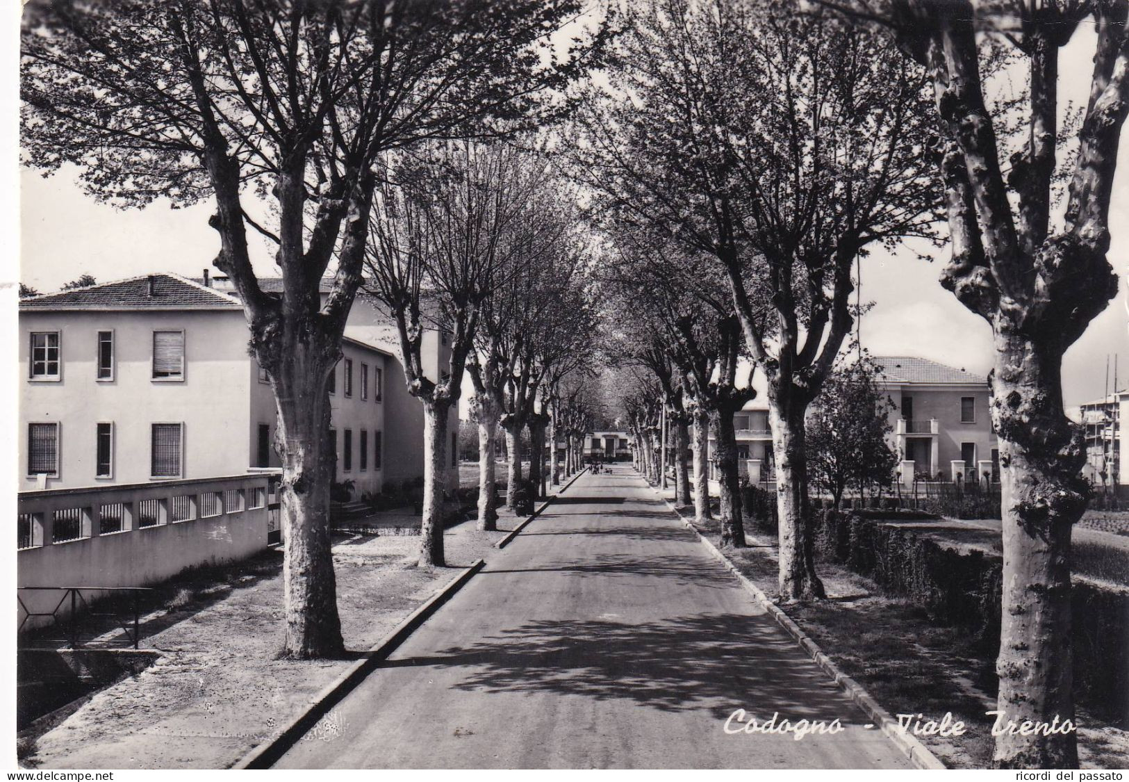 Cartolina Codogno ( Lodi ) Viale Trento - Lodi