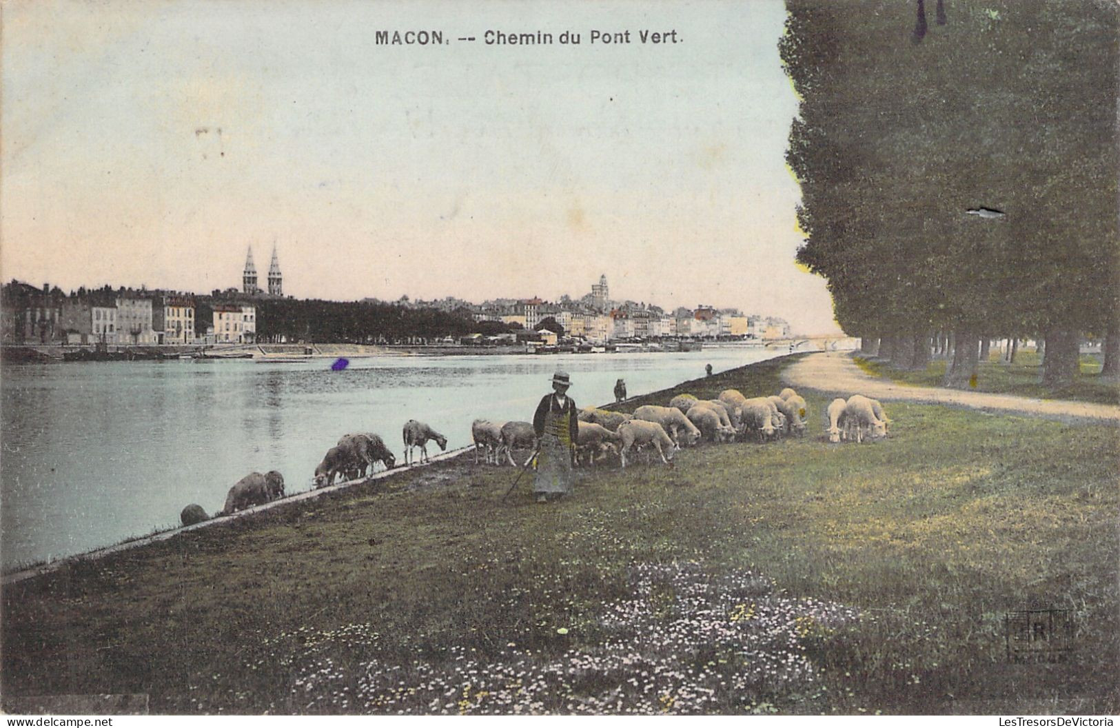 FRANCE - Macon - Chemin Du Pont Vert - Moutons  - Carte Postale Ancienne - Macon