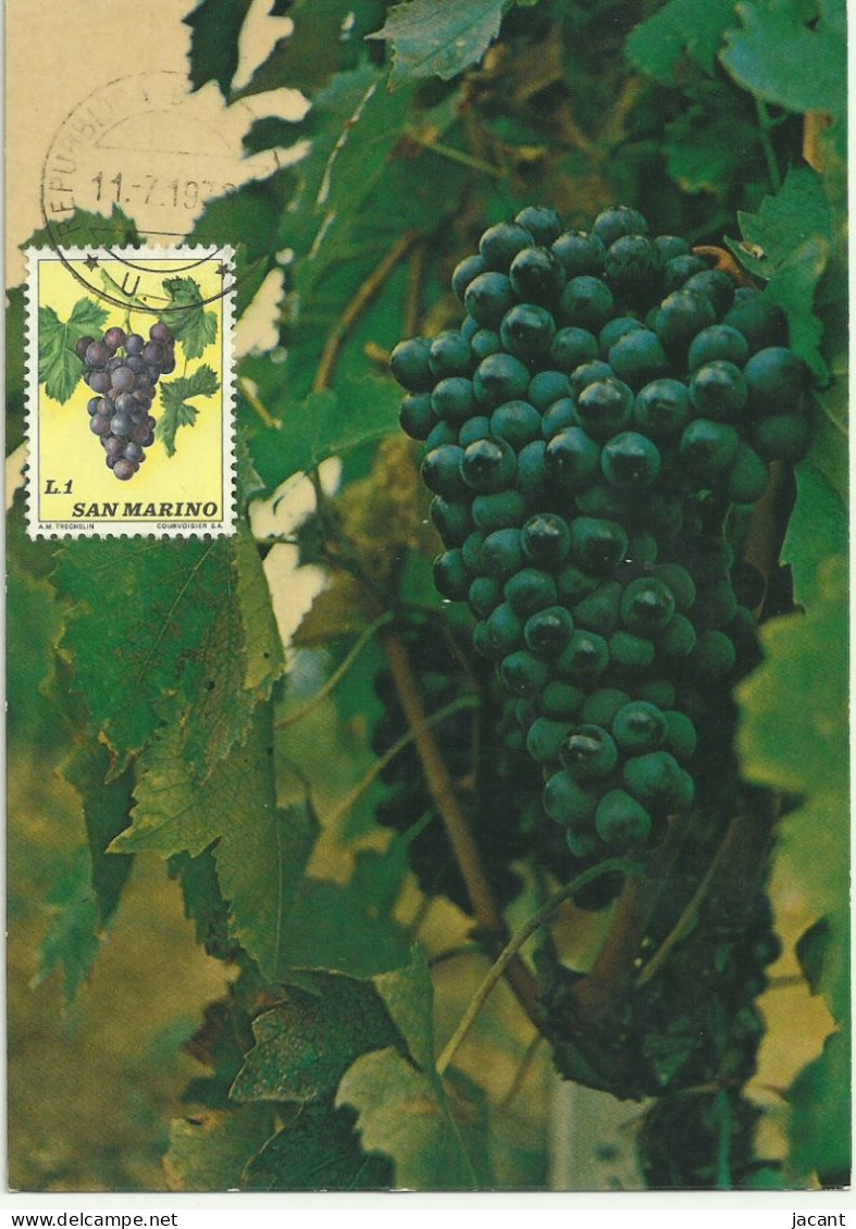 Carte Maximum - San Marino Saint Marin - Uva - Raisin - Grape - Briefe U. Dokumente