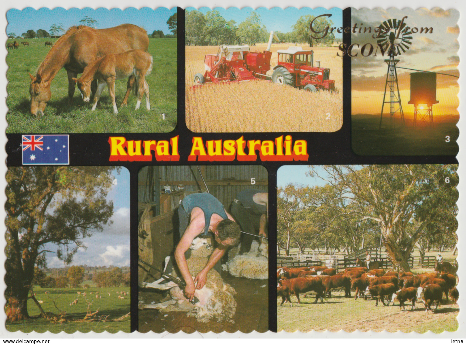 Australia NEW SOUTH WALES NSW Tractor Windmill Horses Sheep Shearing Greetings From SCONE NCV Postcard C1980s - Autres & Non Classés