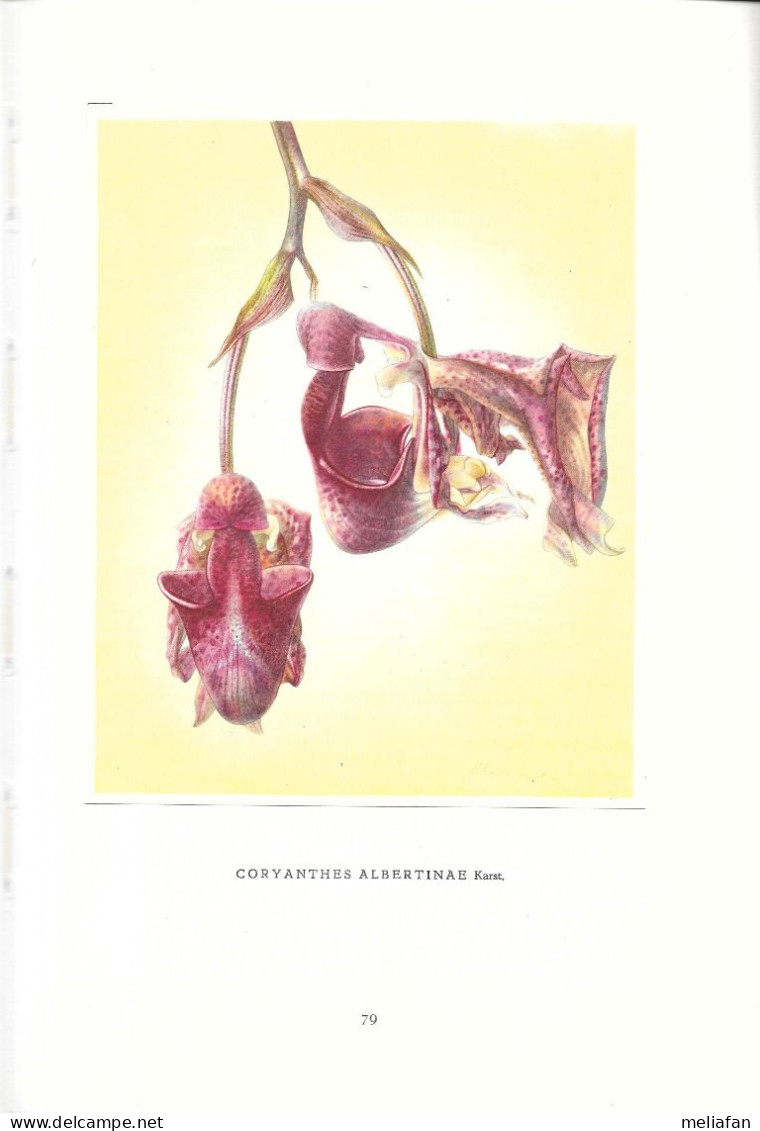 EJ37 - ALBUM ARTIS - ORCHIDEES - EDITION 1957 - 130 PAGES - 60 PLANCHES COULEUR - Artis Historia