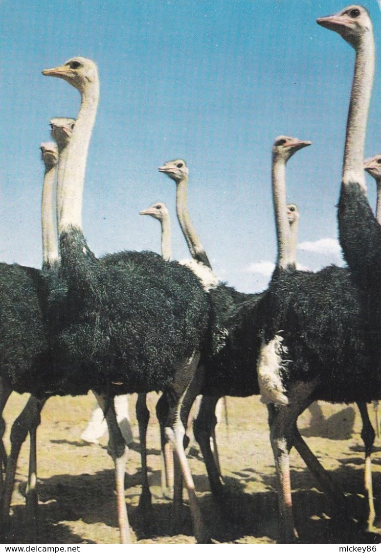 NAMIBIE --Afrique Du Sud-Ouest --1963--- Autruches (oiseaux)...............timbres...cachet WINDHOEK - Namibië