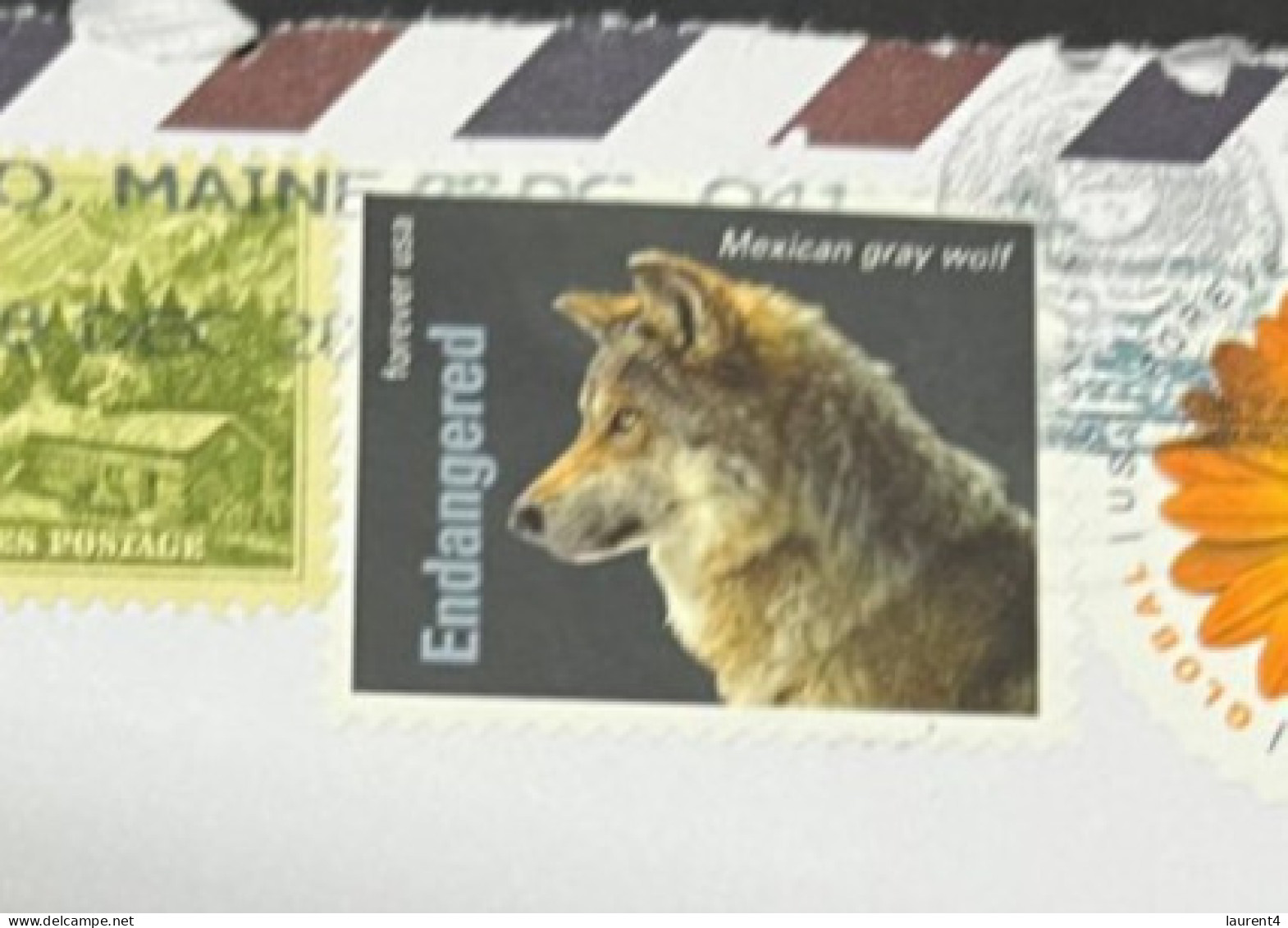11-1-2024 (4 W 54) USA X 2 Covers Posted To Australia (during 2023) (1 With Mexican Grey Wolf Stamp) - Cartas & Documentos