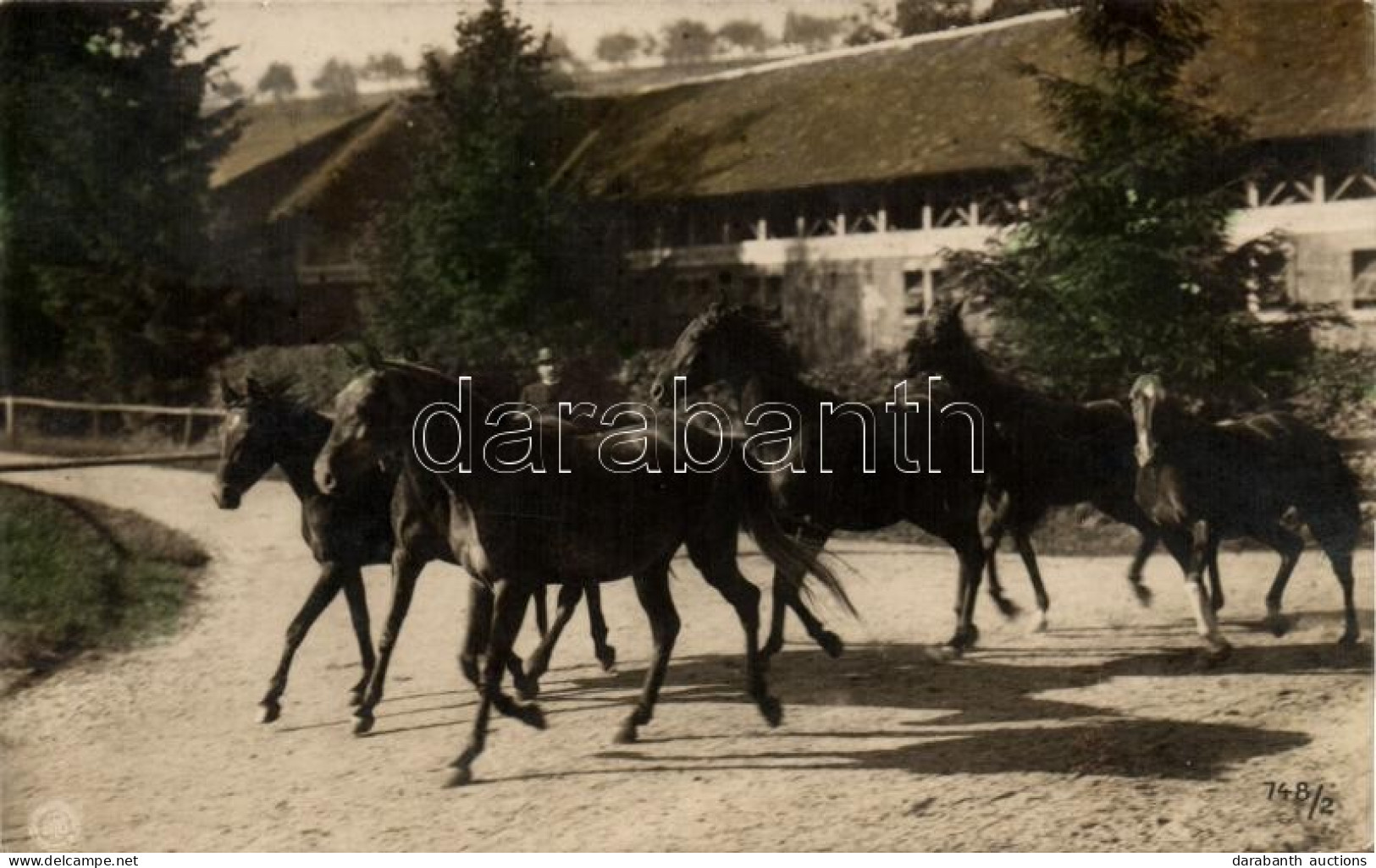 T2 Horse Stud, Photo - Non Classés