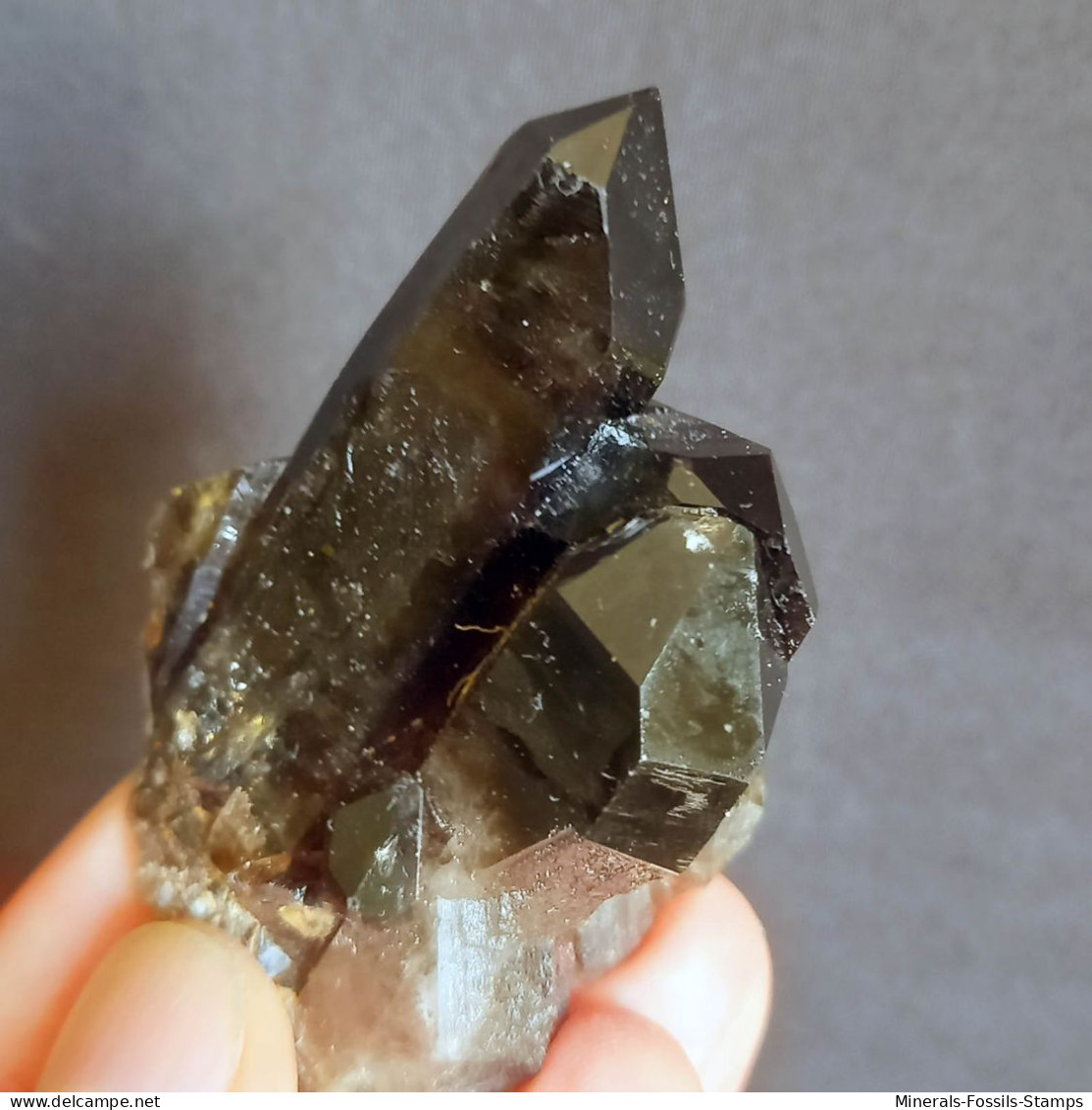 #23 - SPLENDIDO QUARZO MORIONE cristalli (Kara-Oba W deposit, Moiynkum, Jambyl Region, Kazakhstan)