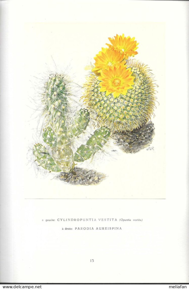 EJ50 - ALBUM ARTIS - CACTUS - EDITION 1955 - 130 PAGES - 60 PLANCHES COULEUR - Artis Historia