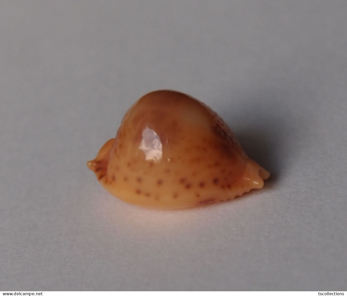 Cypraea Bistrinotata - Seashells & Snail-shells