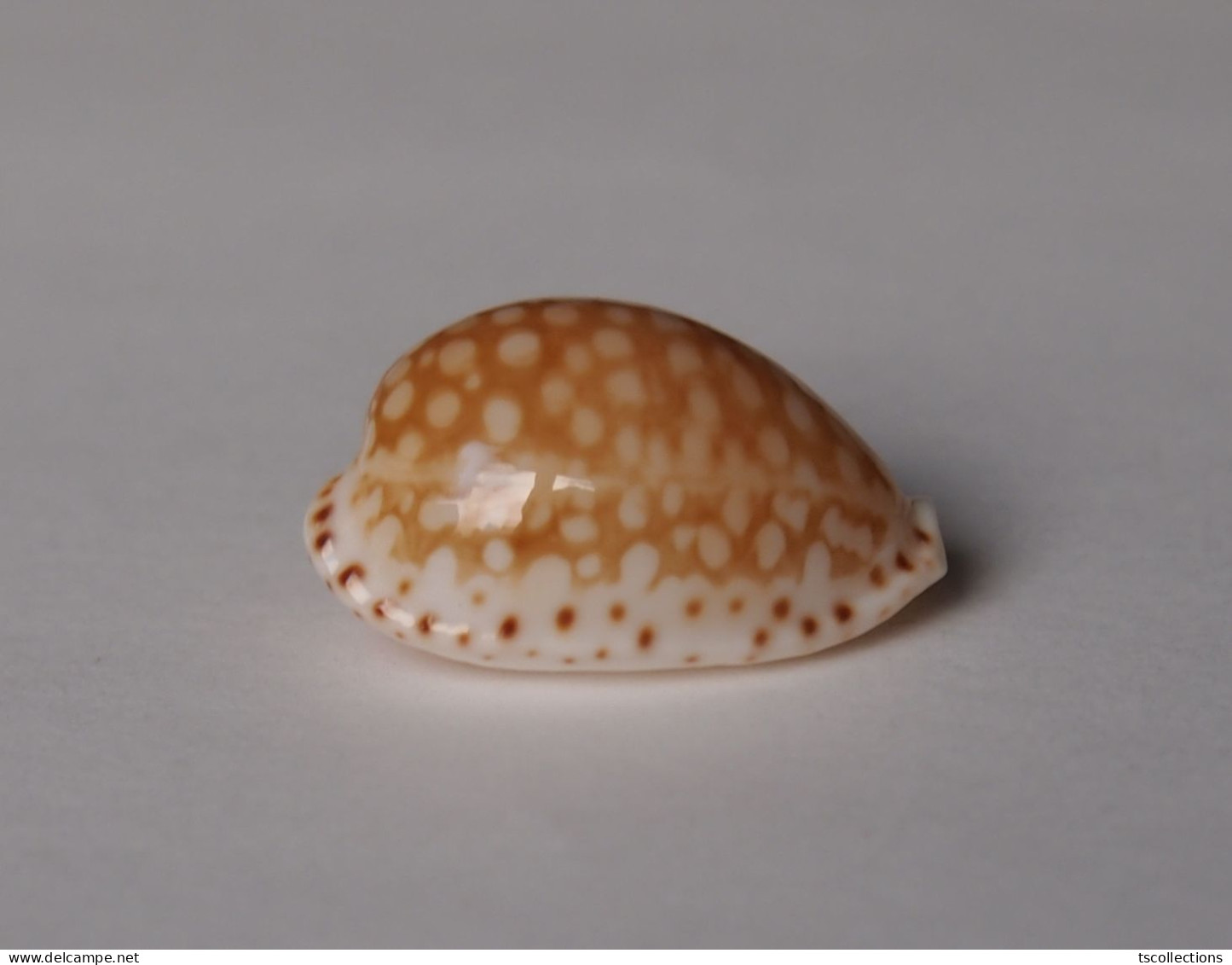 Cypraea Gaskoinii - Seashells & Snail-shells