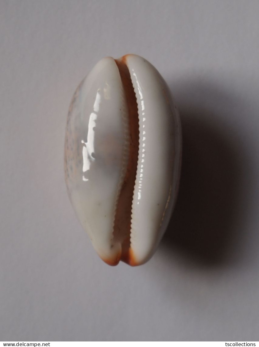 Cypraea Isabella - Seashells & Snail-shells