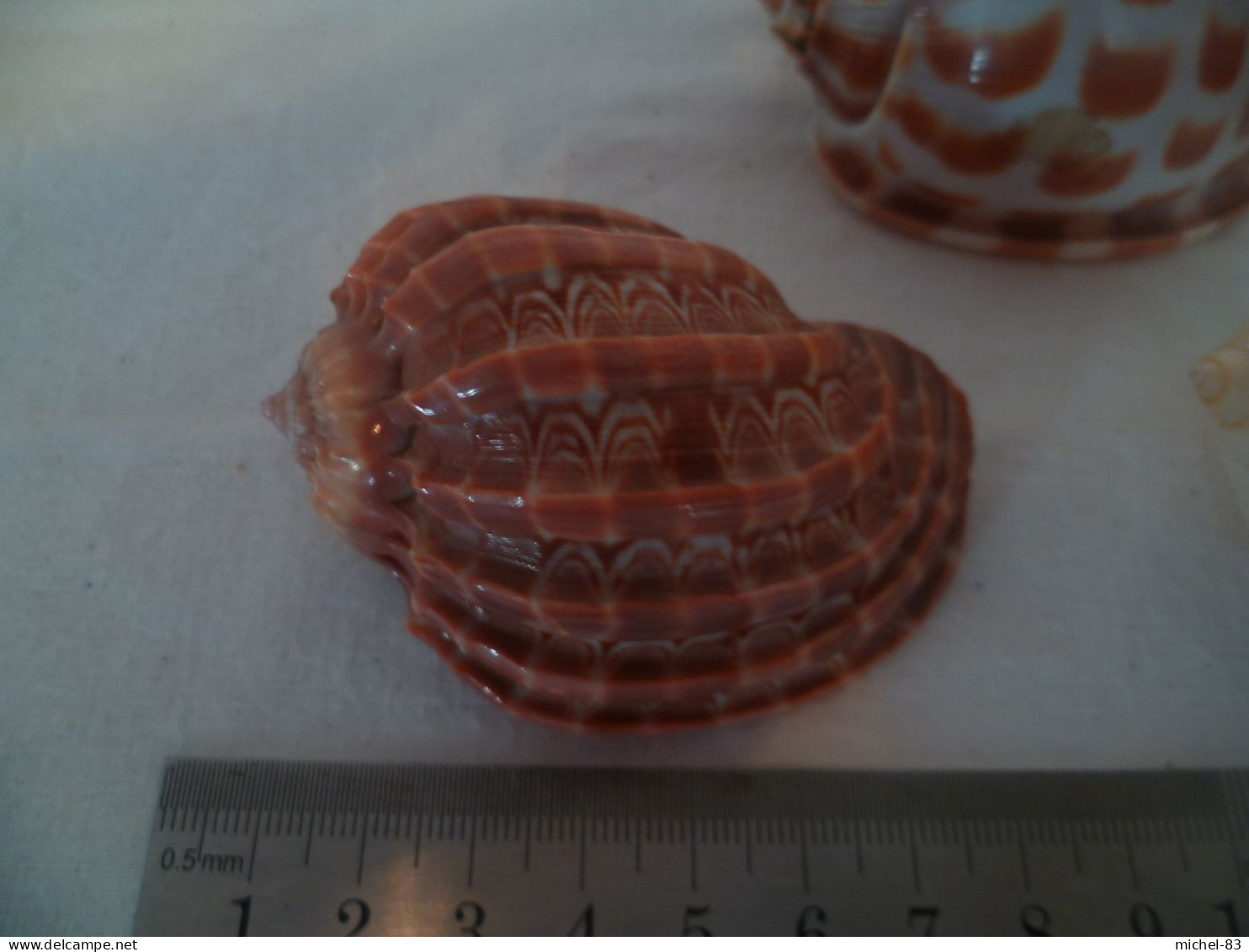 Coquillage - Seashells & Snail-shells