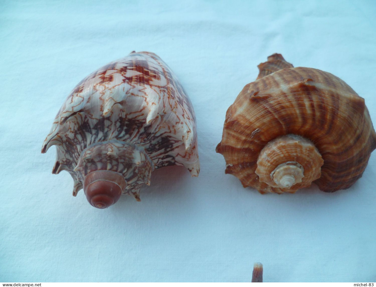 Coquillage Collection - Seashells & Snail-shells