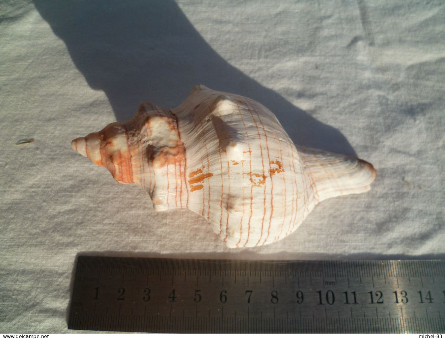 Coquillage Collection - Seashells & Snail-shells