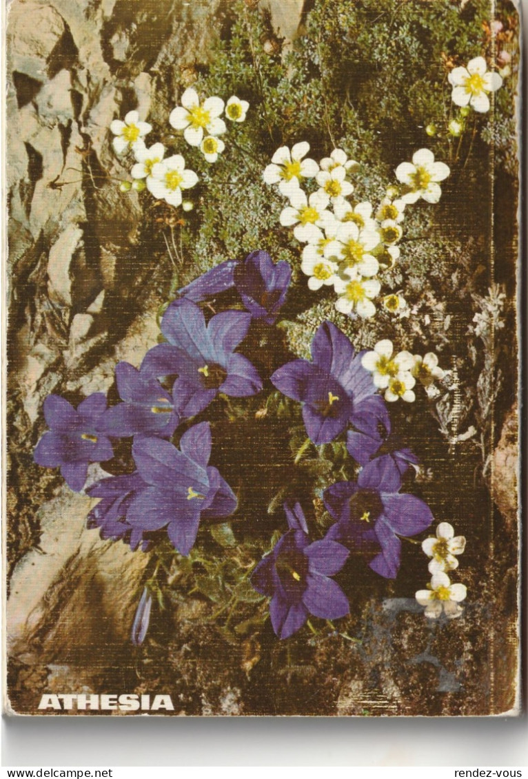 L. - Piccola Flora Delle Dolomiti Di Paula Kohlhaupt  -  Ediz. Athesia, Bolzano - Terza Ediz.  -  Pag  77 , 100 Illustr. - Otros & Sin Clasificación