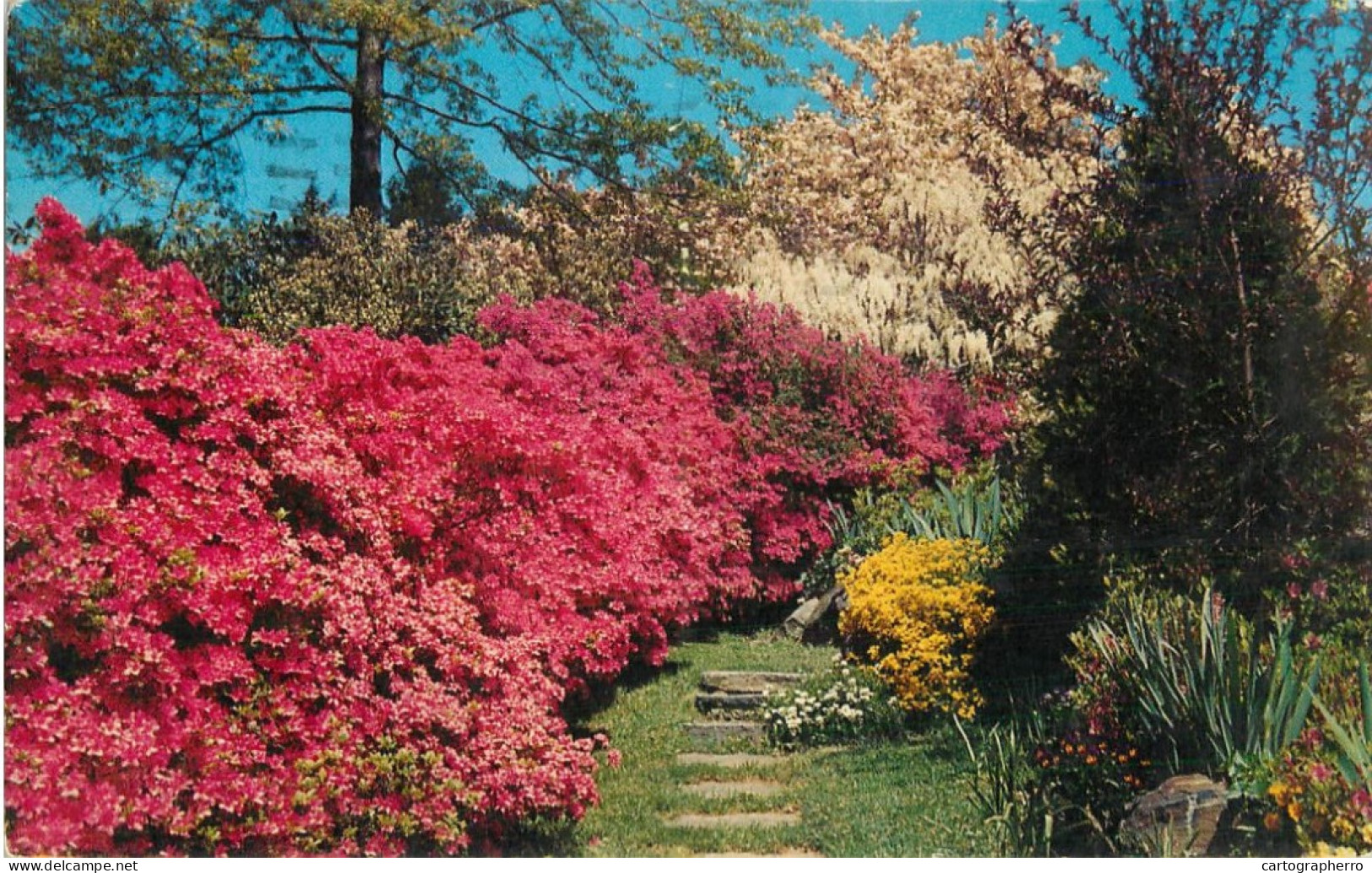 USA Edison NJ Azaleas Garden View - Edison