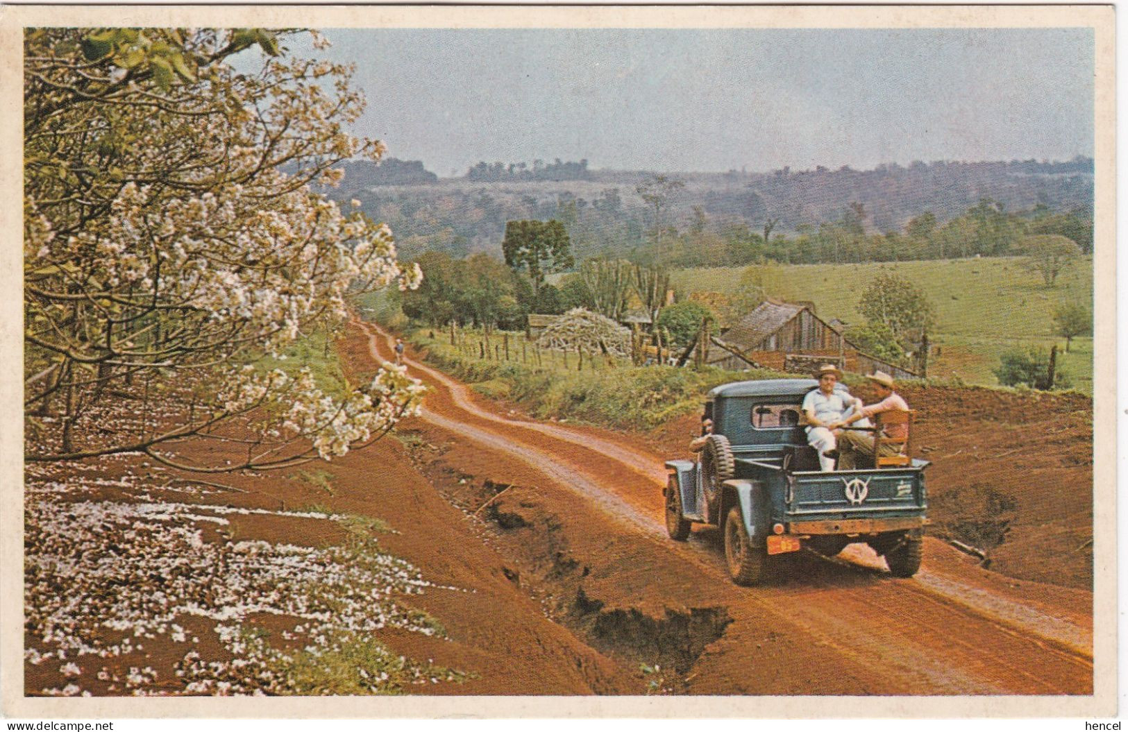 PARAGUAY. Plantaciones De Tung En La Colonia Poloca "Fram" - Paraguay