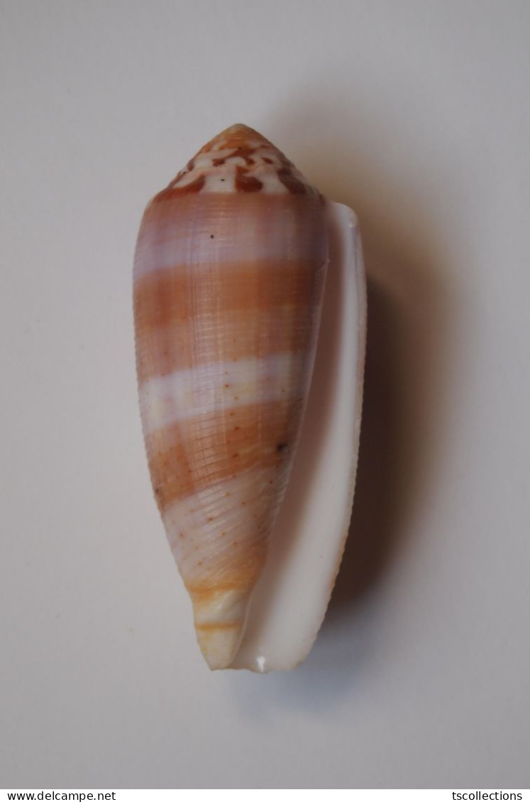 Conus Circumcisus - Coquillages