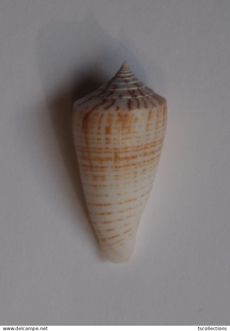 Conus Mucronatus - Coquillages
