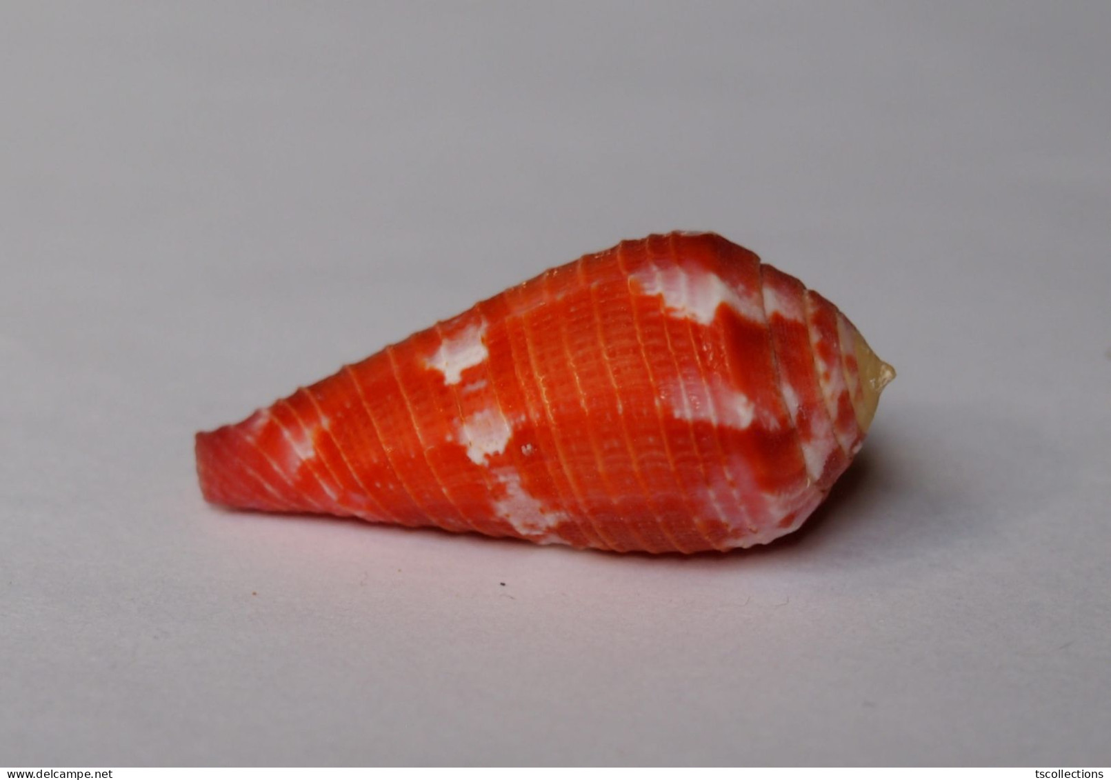 Conus Pertusus - Seashells & Snail-shells