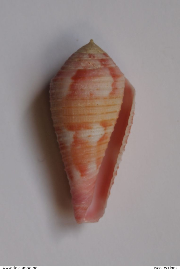 Conus Pertusus - Seashells & Snail-shells