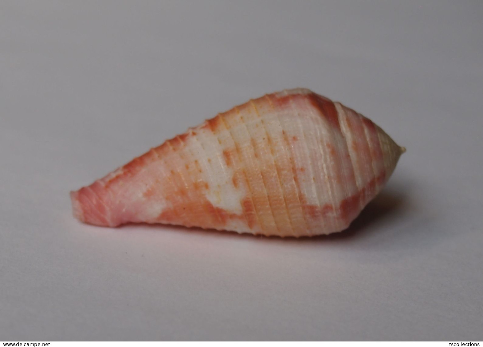 Conus Pertusus - Seashells & Snail-shells