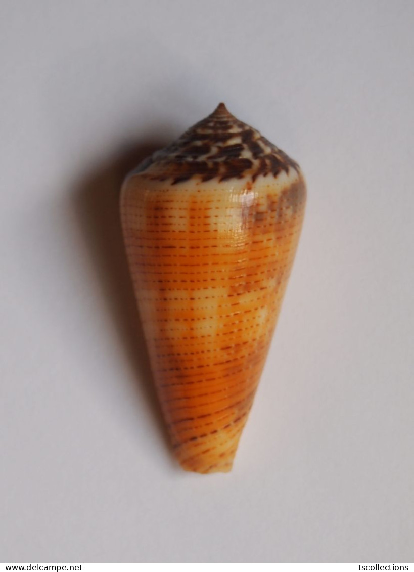 Conus Magus Circae - Seashells & Snail-shells