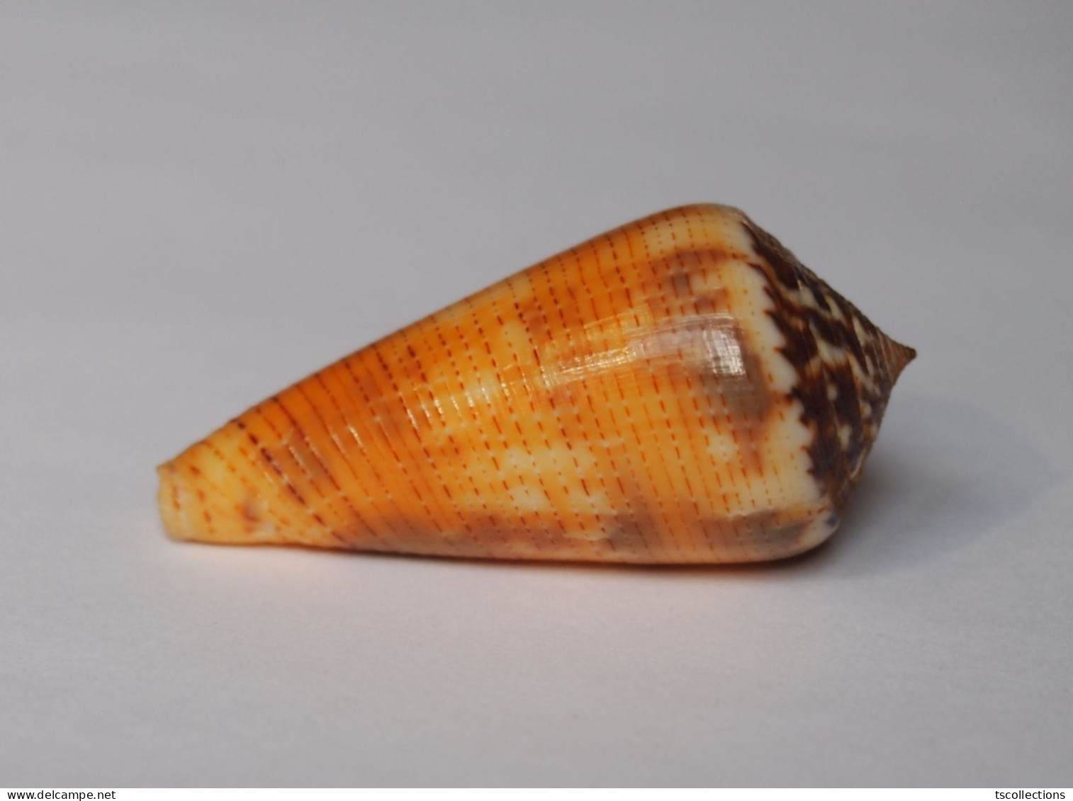 Conus Magus Circae - Seashells & Snail-shells