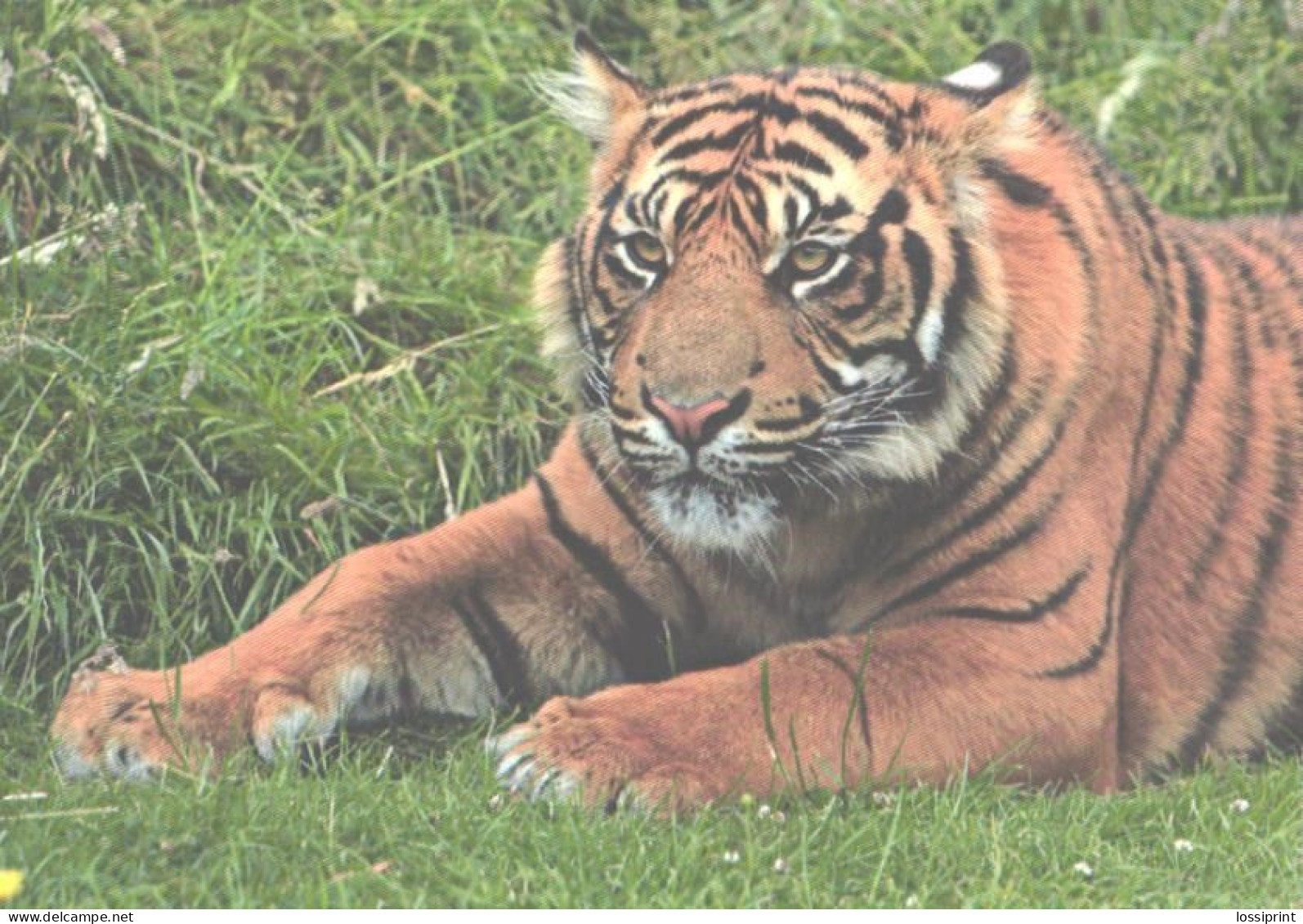 Resting Tiger - Tigres