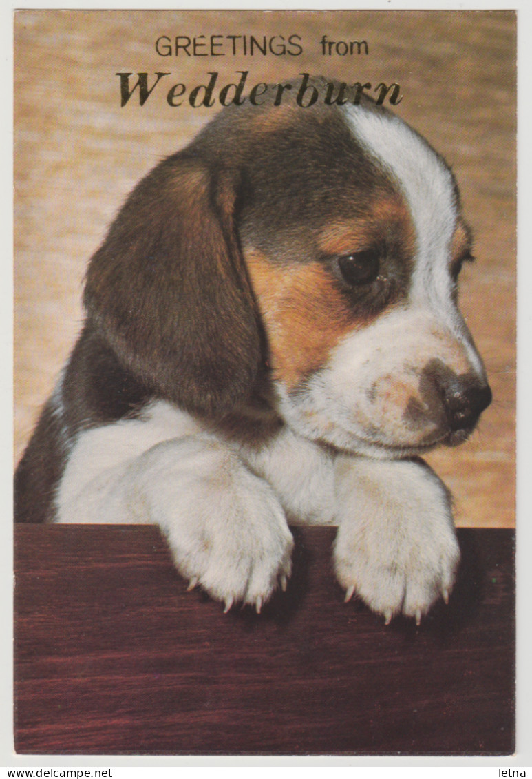 Australia VICTORIA VIC Beagle Puppy Greetings From WEDDERBURN Murfett P0015-2 Postcard C1970s - Andere & Zonder Classificatie