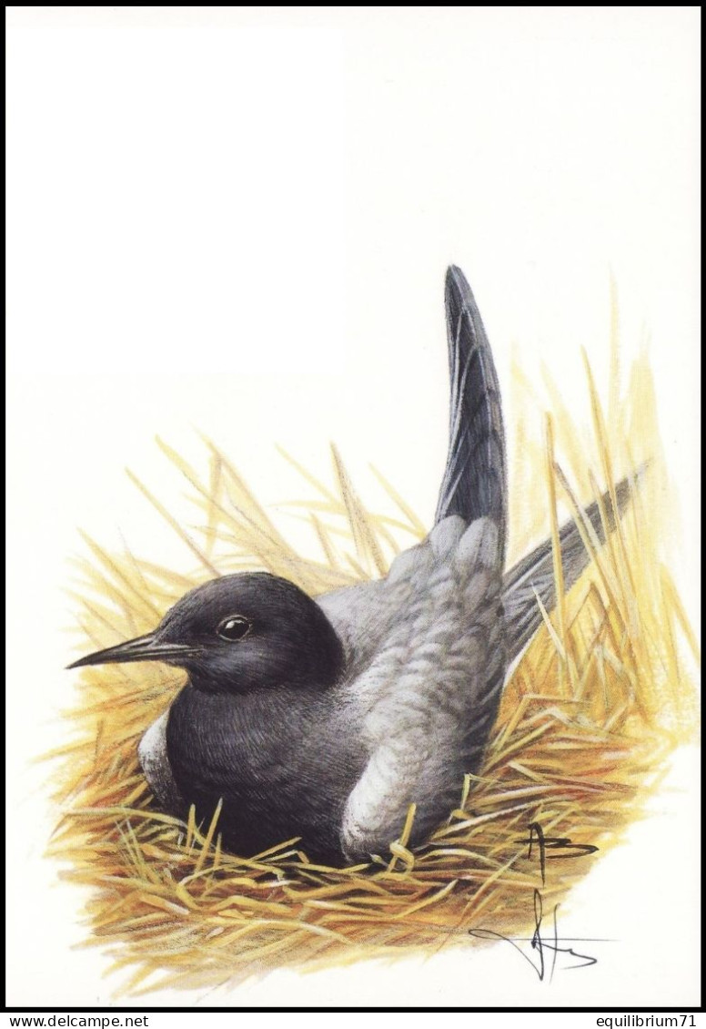 CM/MK Blanco ** - BUZIN - Guifette Noire / Zwarte Stern / Schwarze Seeschwalbe / Black Tern - SIGNÉ/GETEKEND - Mouettes