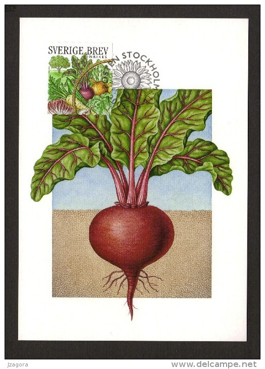 VEGETABLES VEGETABLES GEMÜSE DES LÉGUMES BEETROOT BETTERAVE ROTE BEETE SWEDEN 2003 STAMP ON FDC MAXIMUM MAXI CARD CARTE - Gemüse