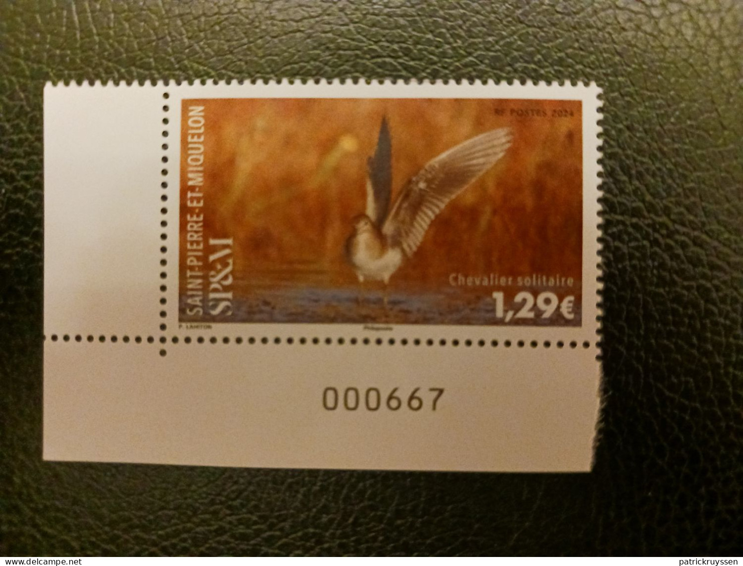 Pierre Miquelon 2024 Bird Solitary Knight Sandpiper Tringa Solitaria Oiseau 1v Mnh CORNER DOWN LEFT NUMBER - Unused Stamps