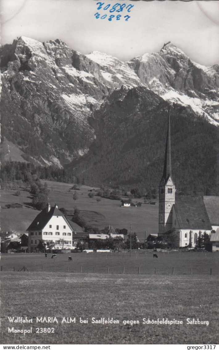 E3844) MARIA ALM Bei SAALFELDEN - Gegen Schönfeldspitze - HAUS DETAIL Mit Kühen U. Kirche ALT! - Saalfelden