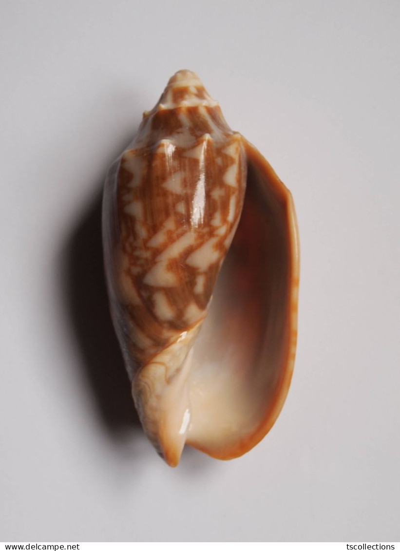 Cymbiola Vespertilio - Seashells & Snail-shells