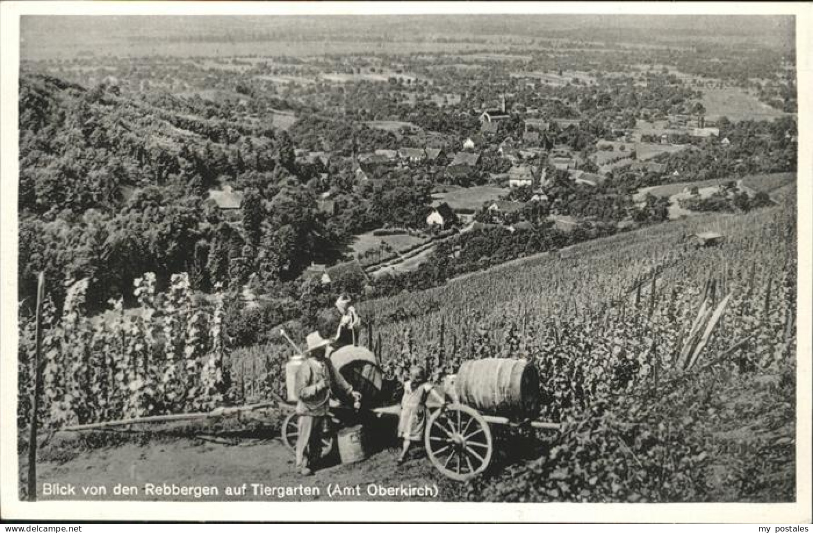 41209875 Oberkirch Baden Tiergarten
Rebberge Oberkirch Baden - Oberkirch