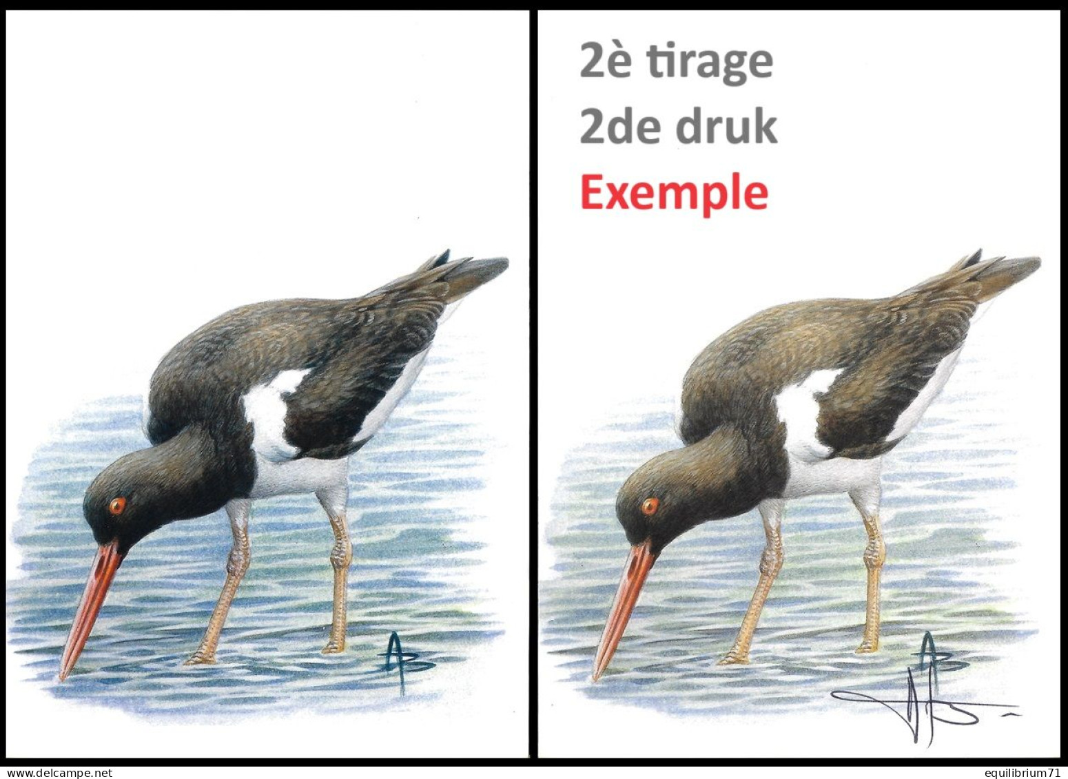 CM/MK Blanco** - BUZIN - Huîtrier Pie / Scholekster / Austernfischer / Oystercatcher - 3ème Tirage / 3de Druk - Storchenvögel