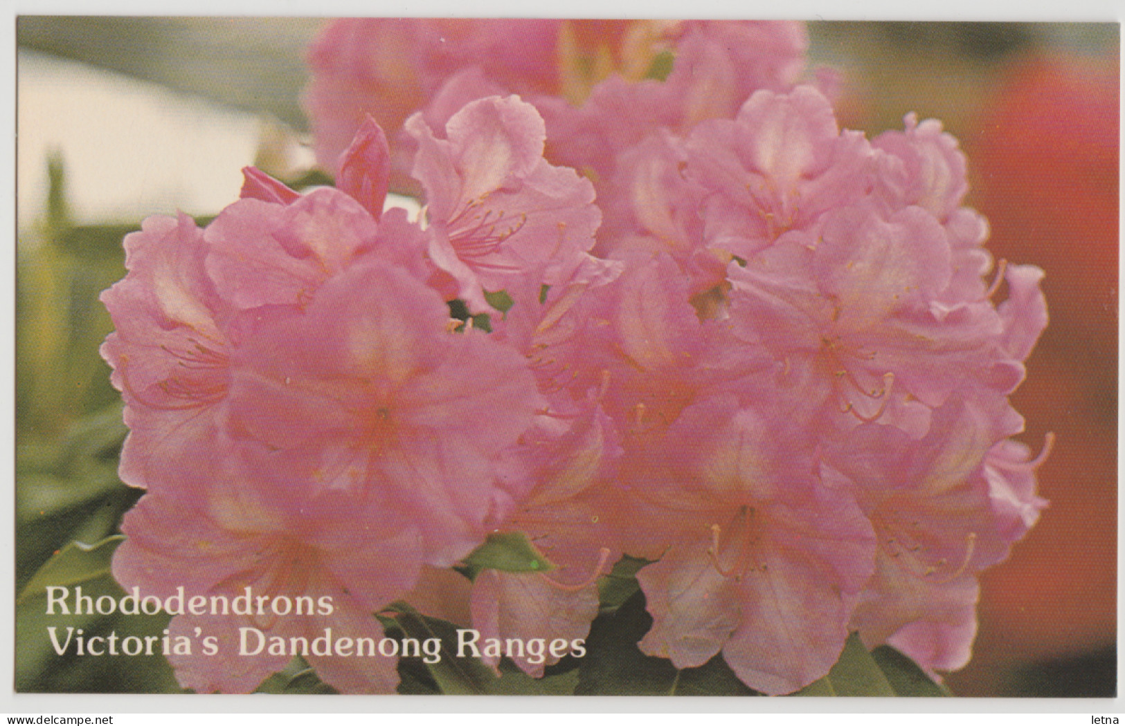 Australia VICTORIA VIC Rhododendron Flowers DANDENONG RANGES Near MELBOURNE Postcard C1970s - Andere & Zonder Classificatie