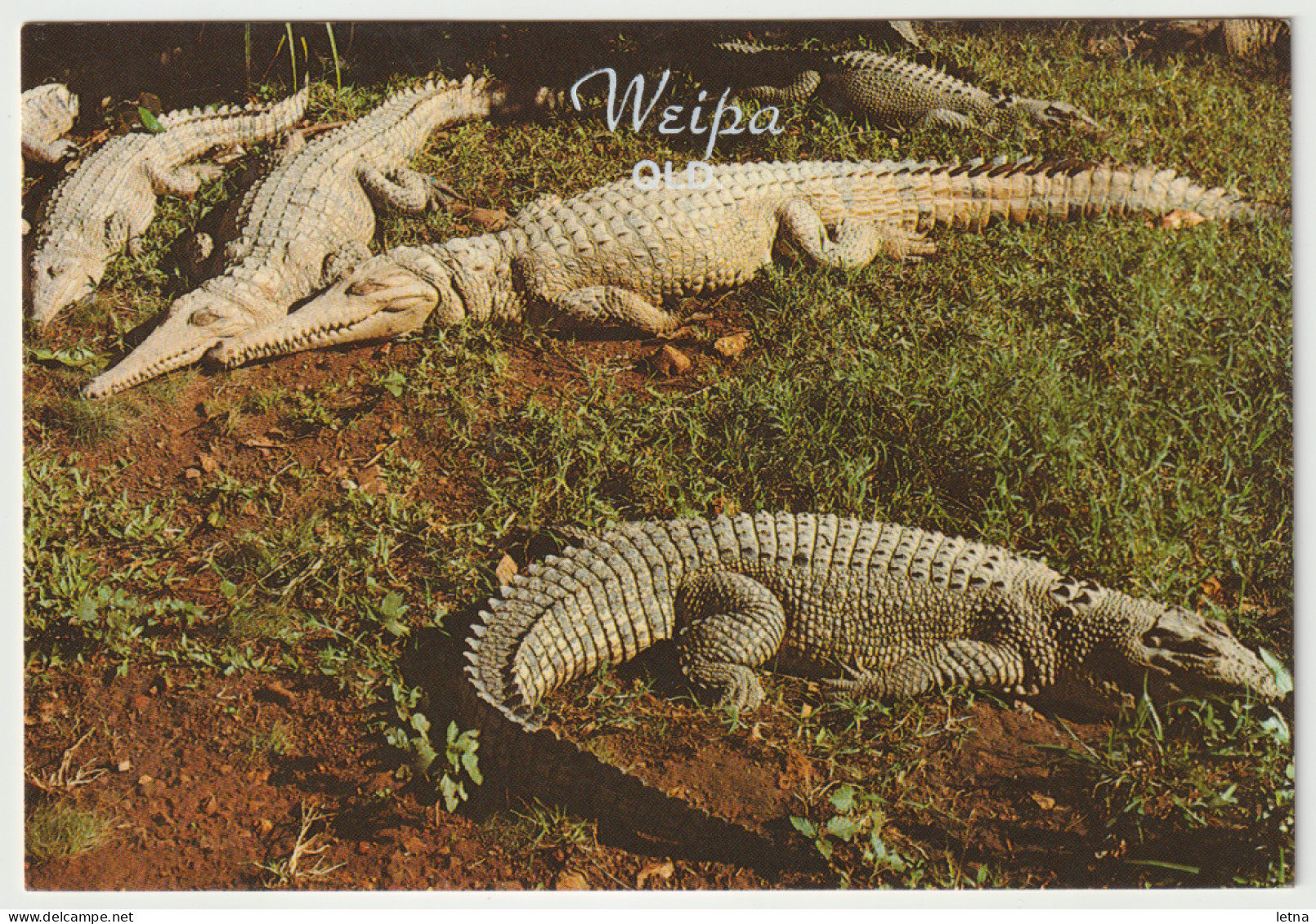 Australia QUEENSLAND QLD Freshwater CROCODILES Crocs WEIPA Overprint Murray Views W525A Postcard C1980s - Sonstige & Ohne Zuordnung