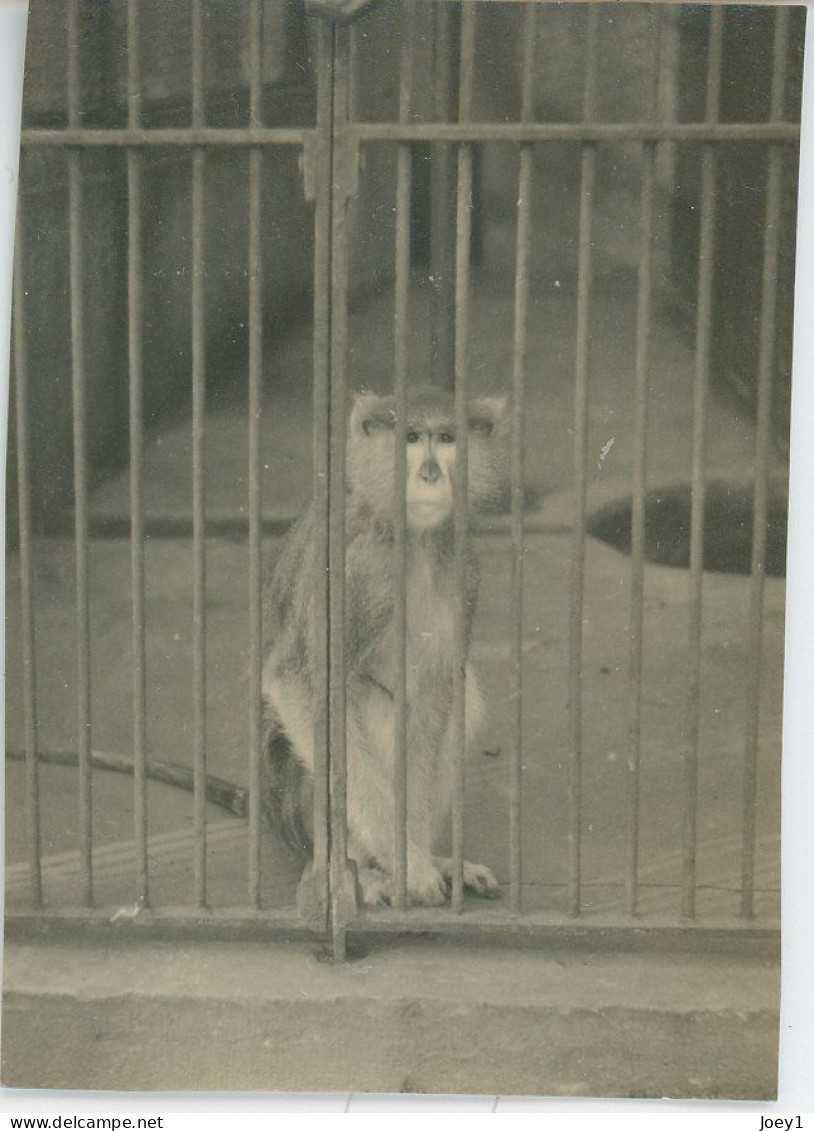 8 Petites Photos D Animaux En Cage Au Zoo, Années 30 - Sonstige & Ohne Zuordnung