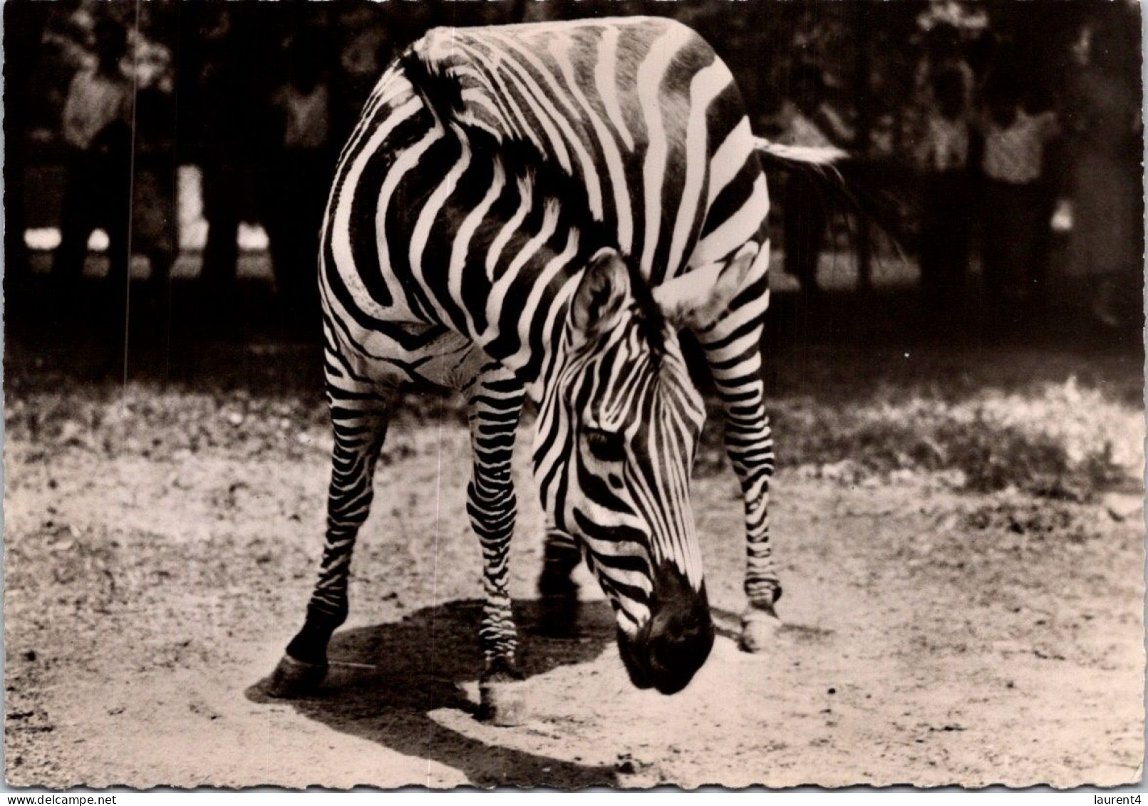 13-2-2024 (4 X 8) Transfusine - Black & White (posted In 1959) 119 - Zèbre / Zebra - Zebras