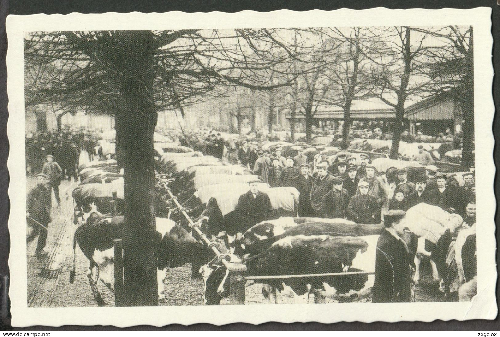 Leeuwarden - Veemarkt.  Koeien En Handelaren Poseren Voor De Foto - Leeuwarden