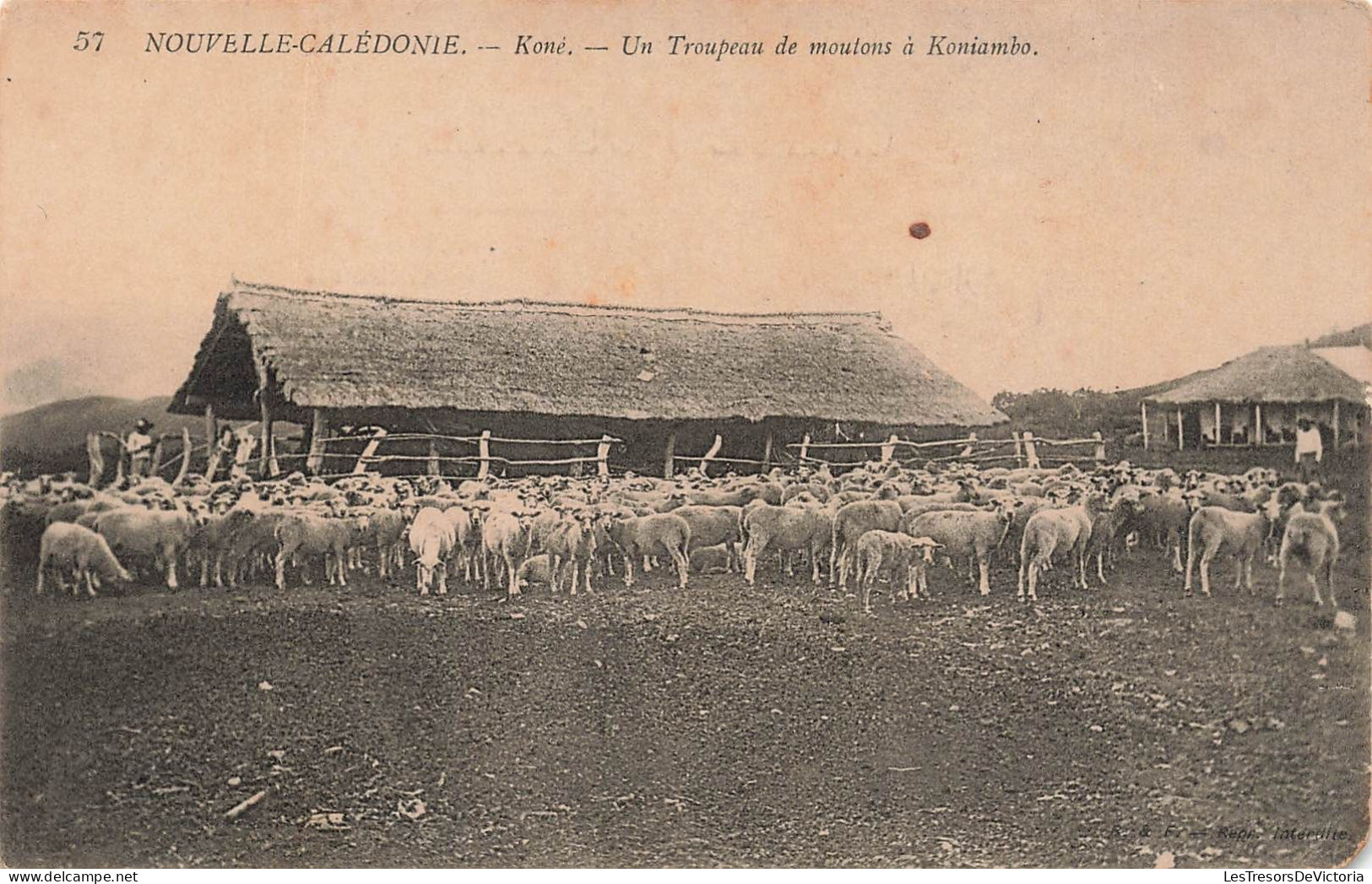 Nouvelle Calédonie - Komé - Un Troupeau De Moutons à Koniambo  - Carte Postale Ancienne - New Caledonia