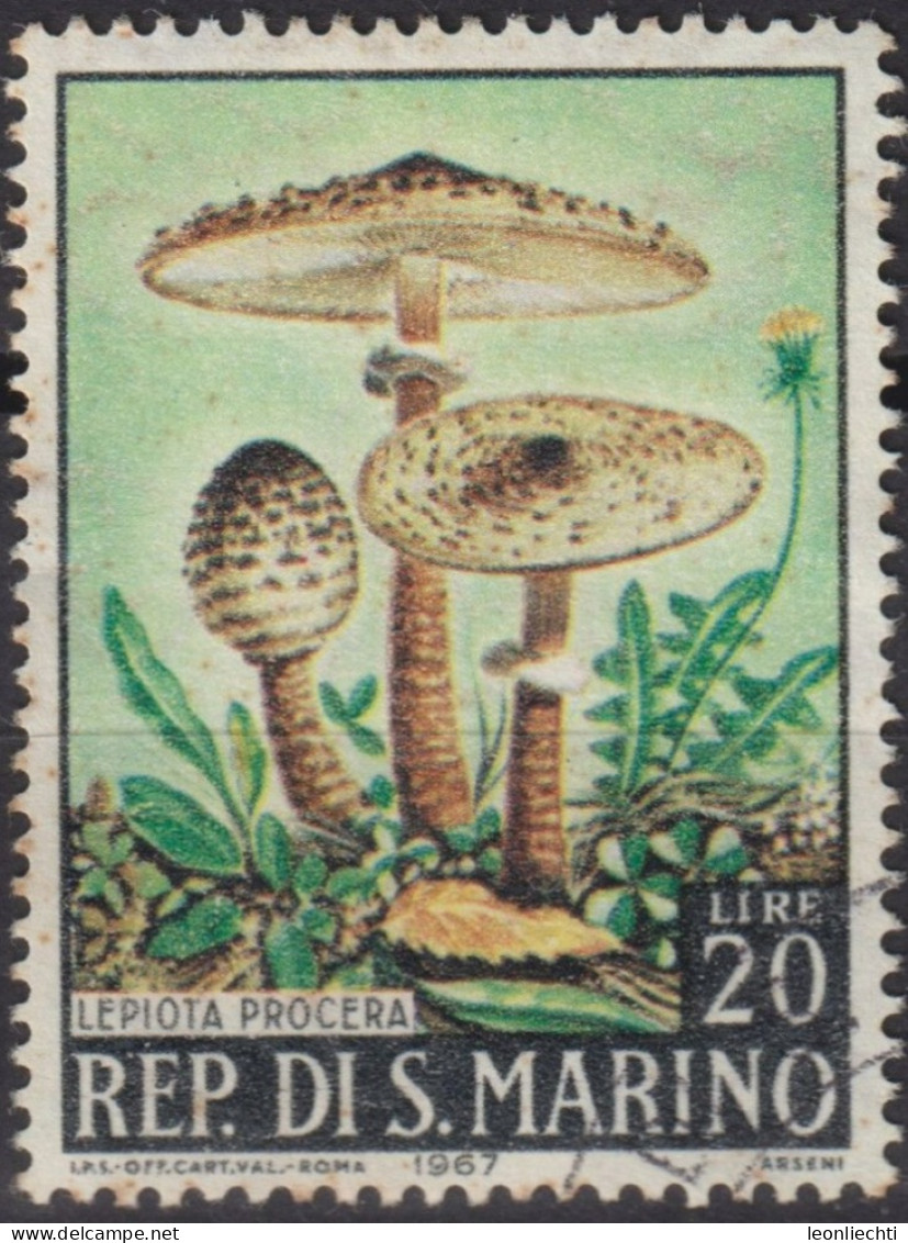 1967 San Marino ° Mi:SM 893, Sn:SM 667, Yt:SM 700, Lepiota Procera, Mushrooms (1967) - Oblitérés